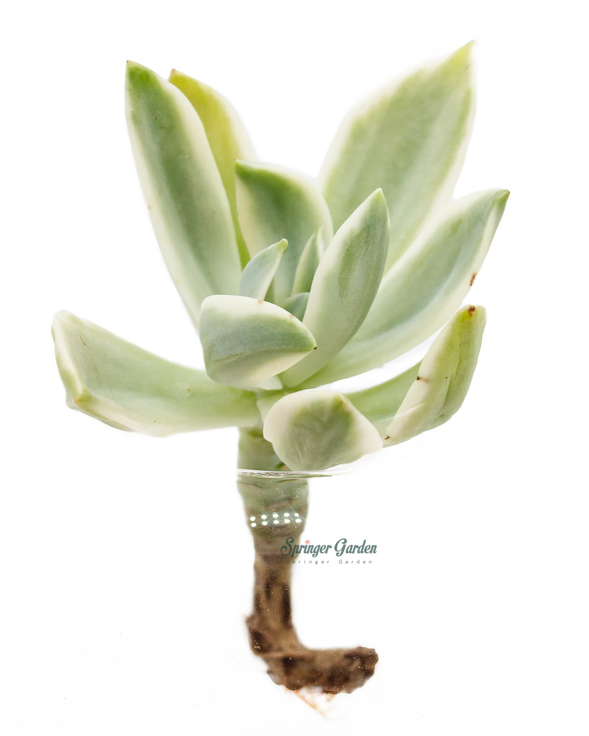 Graptoveria 'Fred Ives' - Image 2