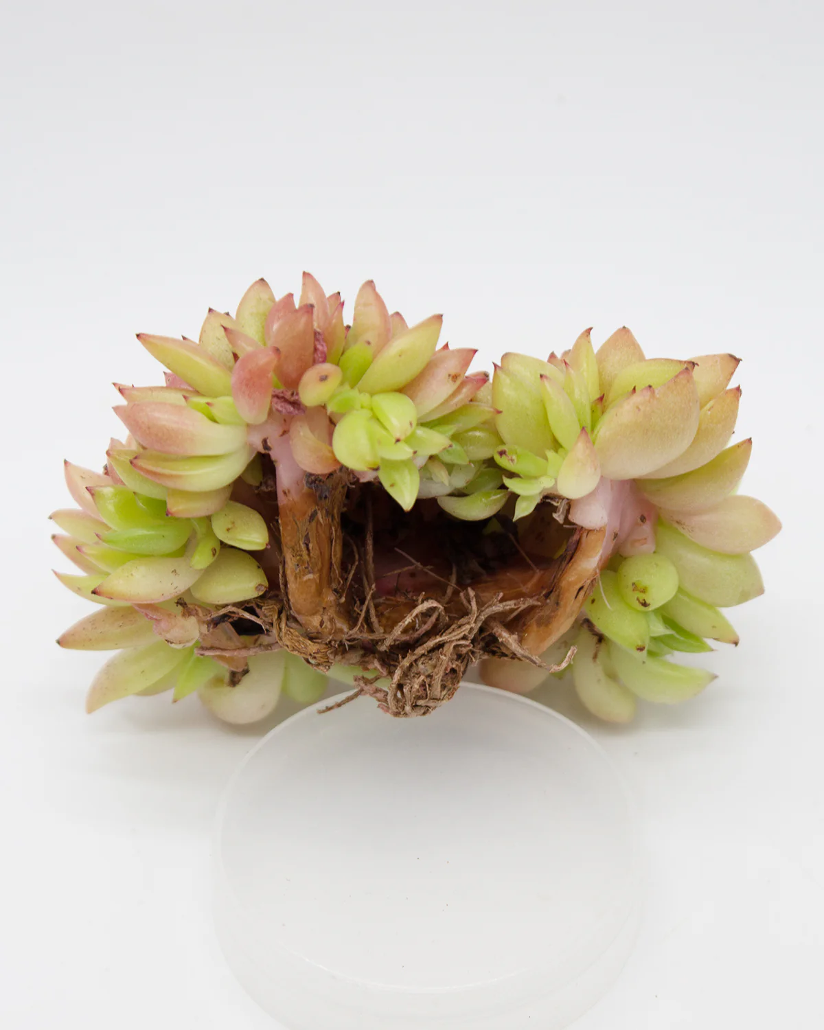 Graptoveria Gilva Cristata - Image 2
