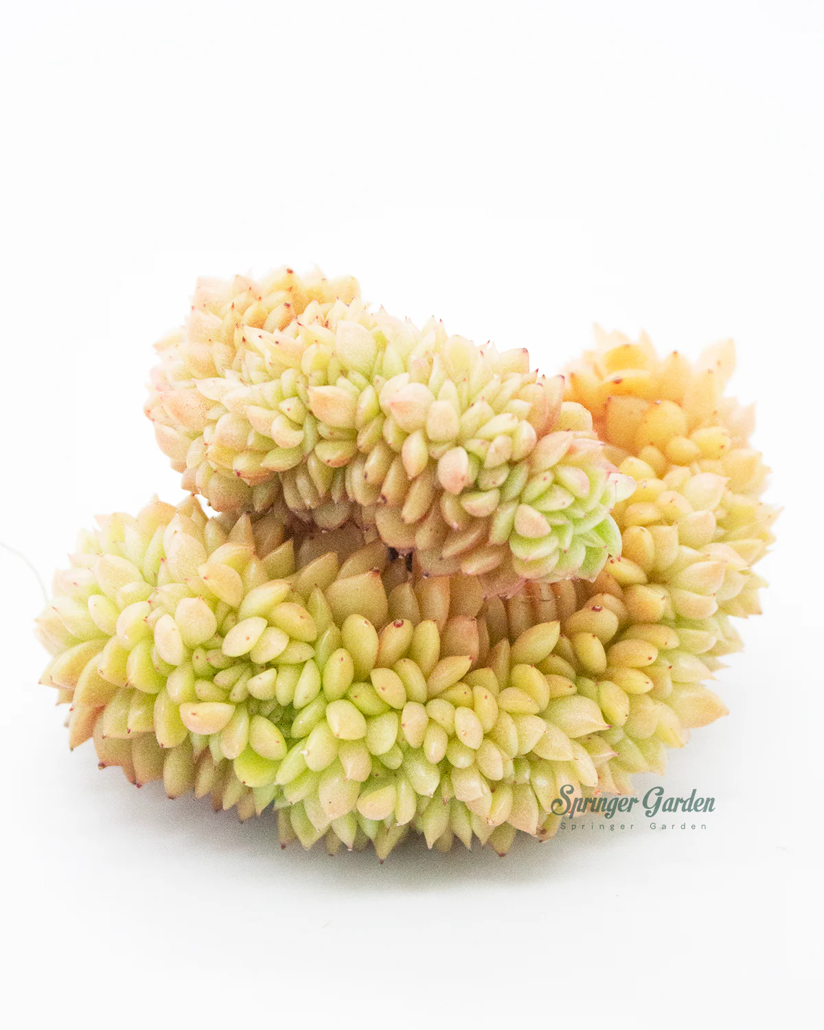 Graptoveria Gilva Cristata - Image 3