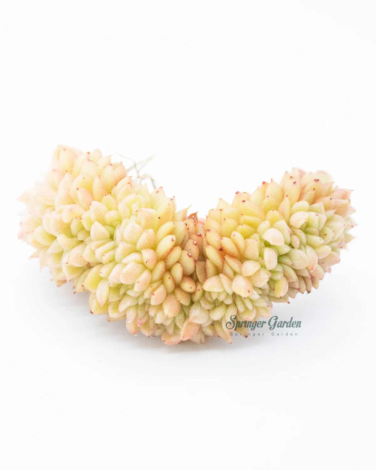 Graptoveria Gilva Cristata - Image 4