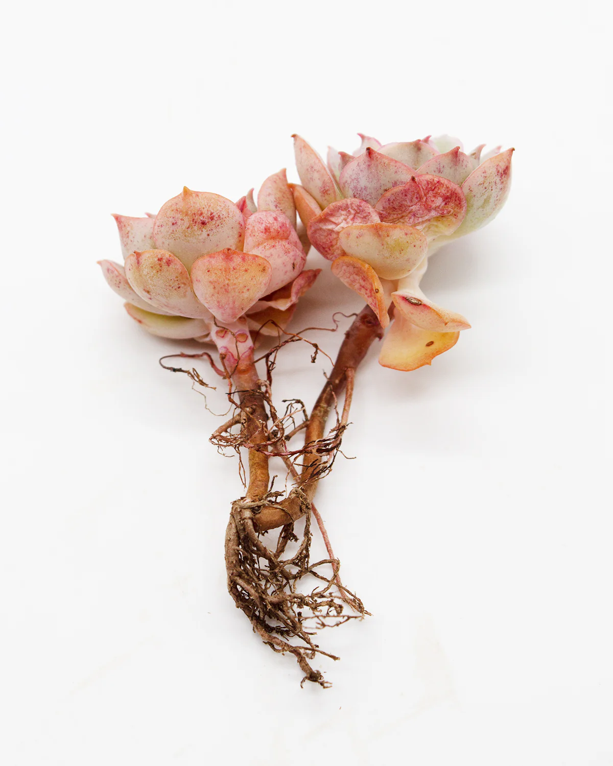 Graptoveria Gloria - Image 2