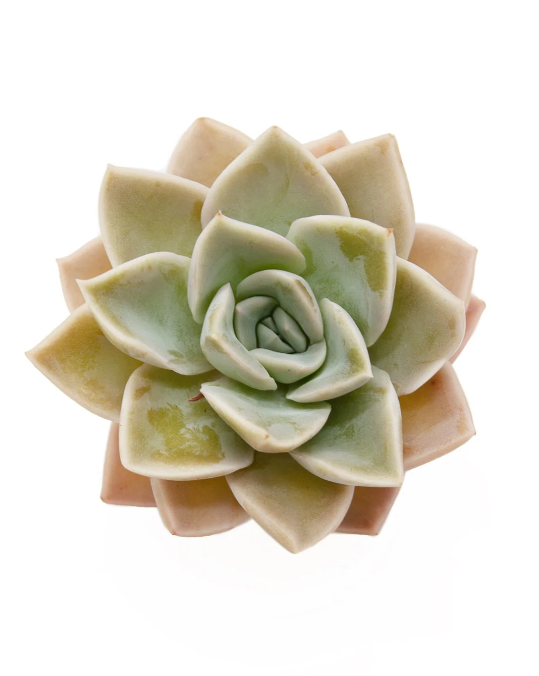 Graptoveria Harry Watson
