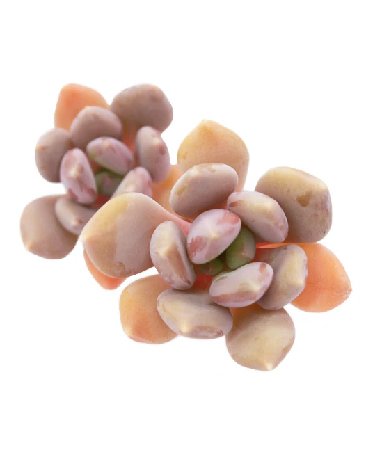 Graptoveria Mexico Blue