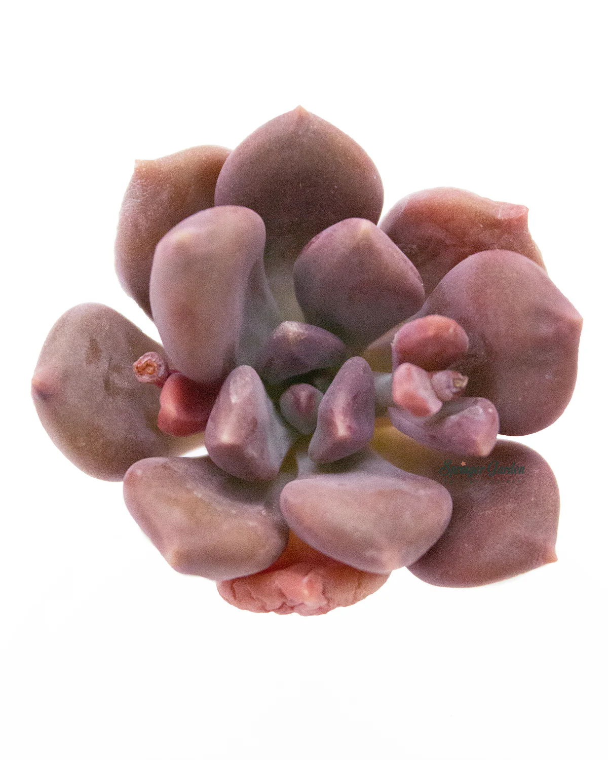 Graptoveria Mexico Blue - Image 3