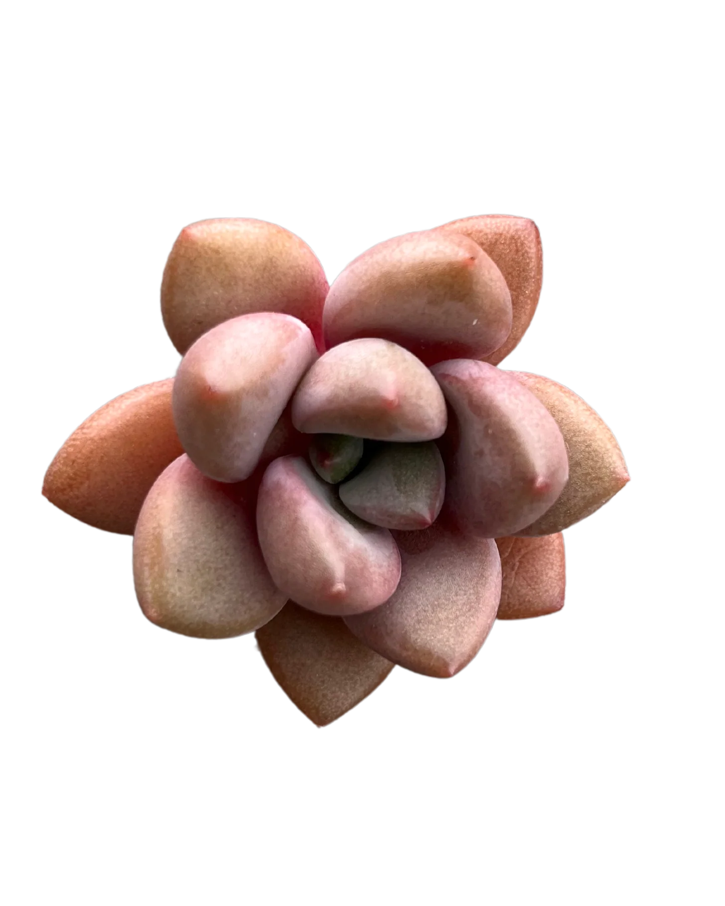 Graptoveria Migum