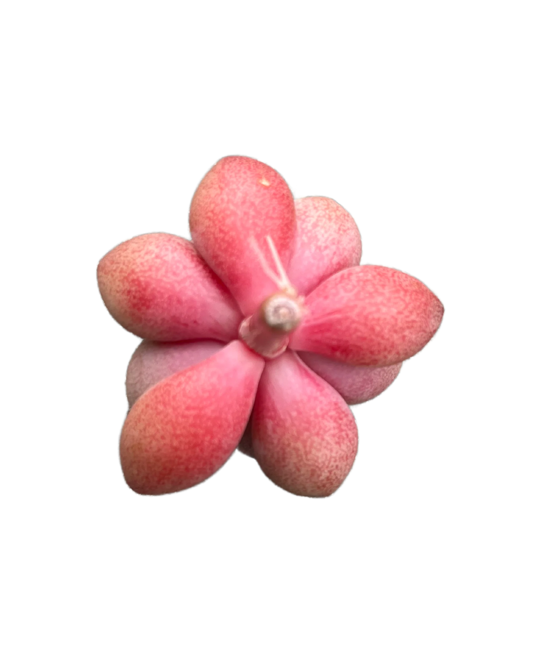 Graptoveria Migum - Image 2