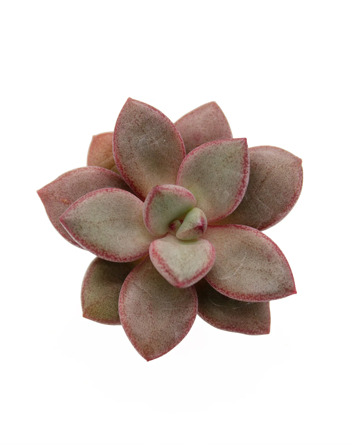 Graptoveria Migum - Image 3