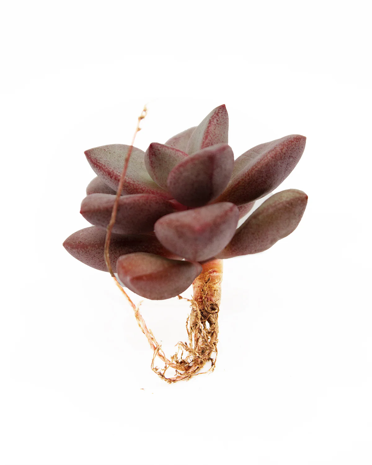 Graptoveria Migum - Image 4