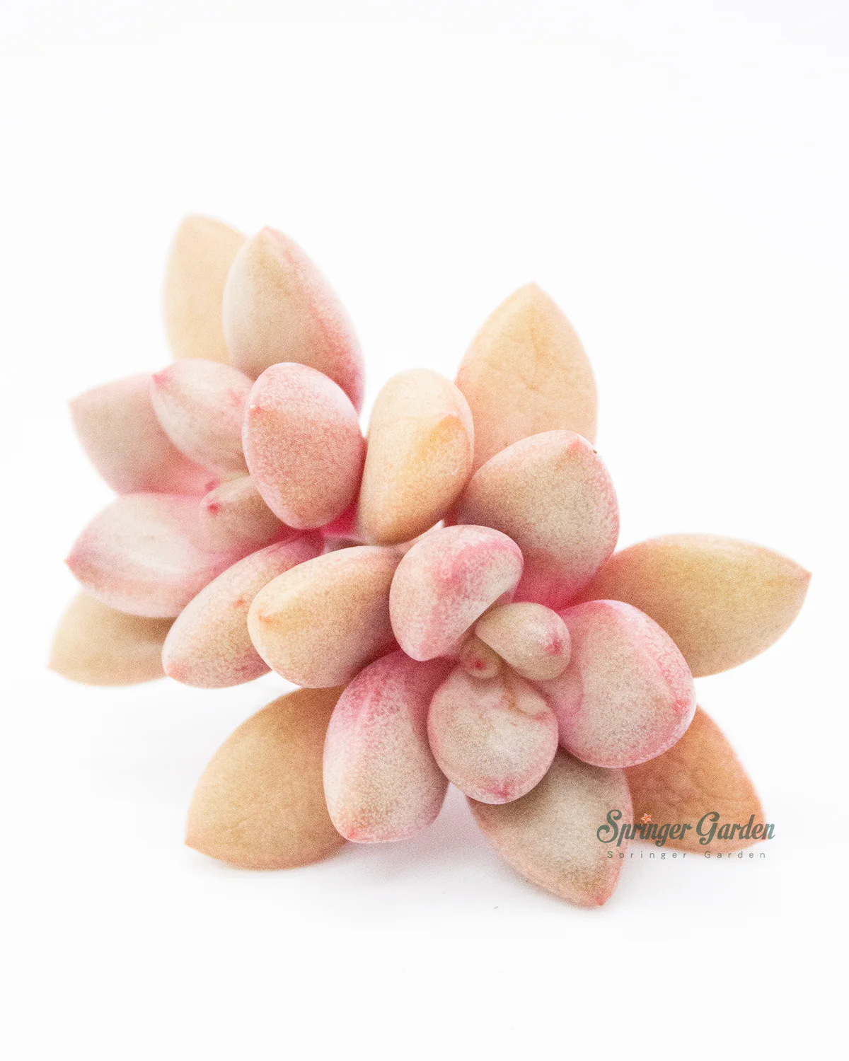 Graptoveria Migum - Image 5