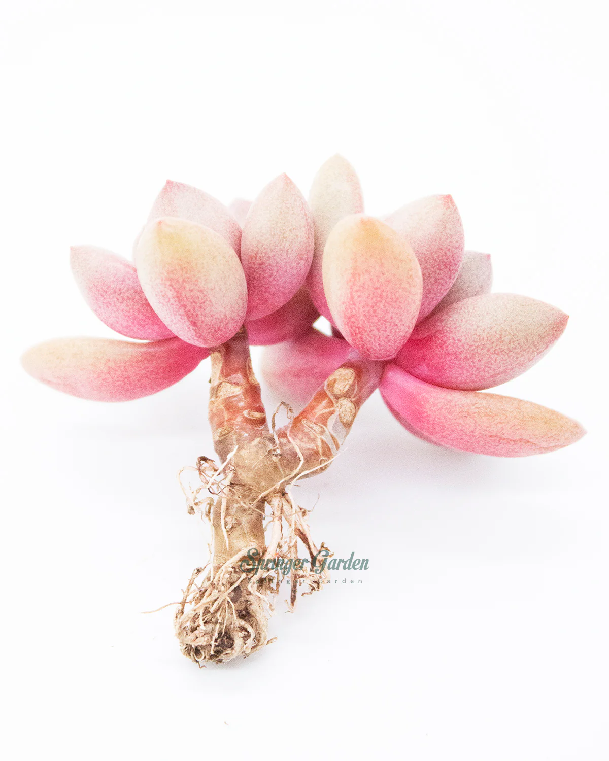 Graptoveria Migum - Image 6