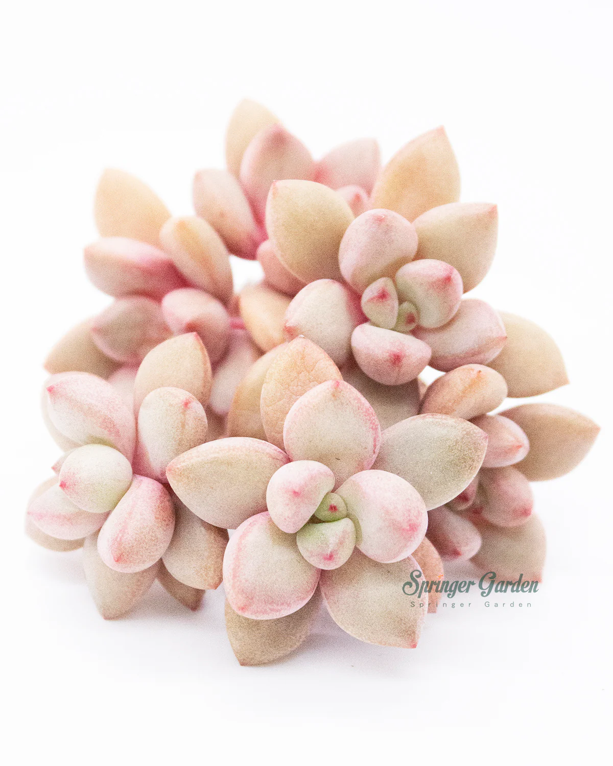 Graptoveria Migum - Image 7