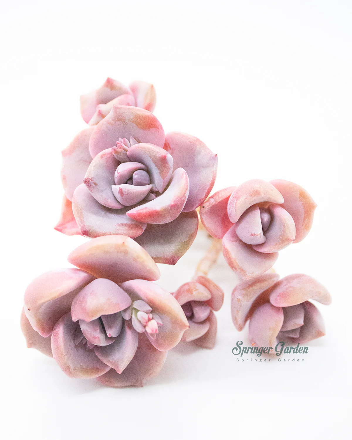 Graptoveria/Graptopetalum Mrs. Richards - Image 6