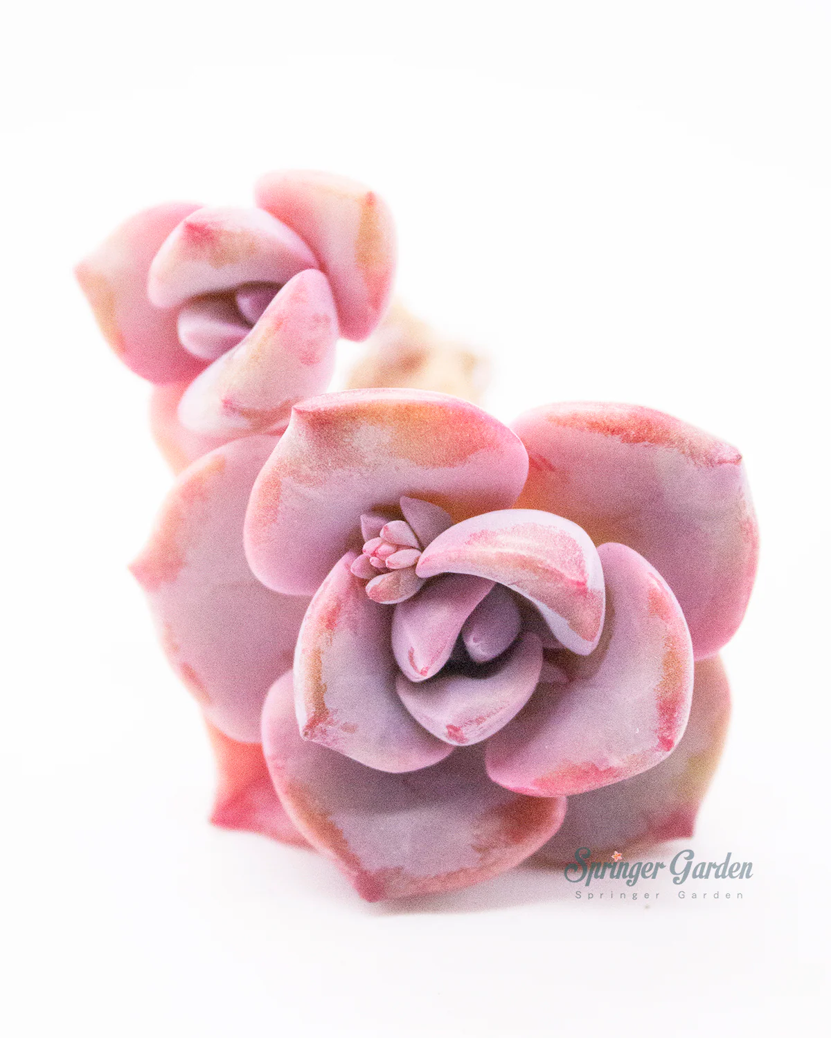 Graptoveria/Graptopetalum Mrs. Richards - Image 7