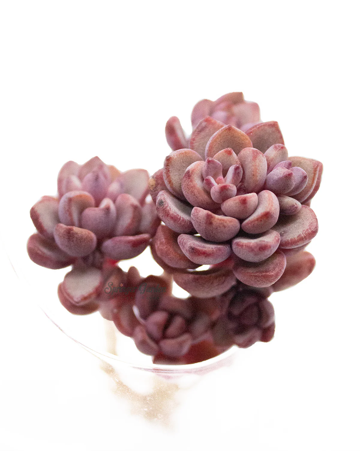 Graptoveria Purple Dream - Image 3