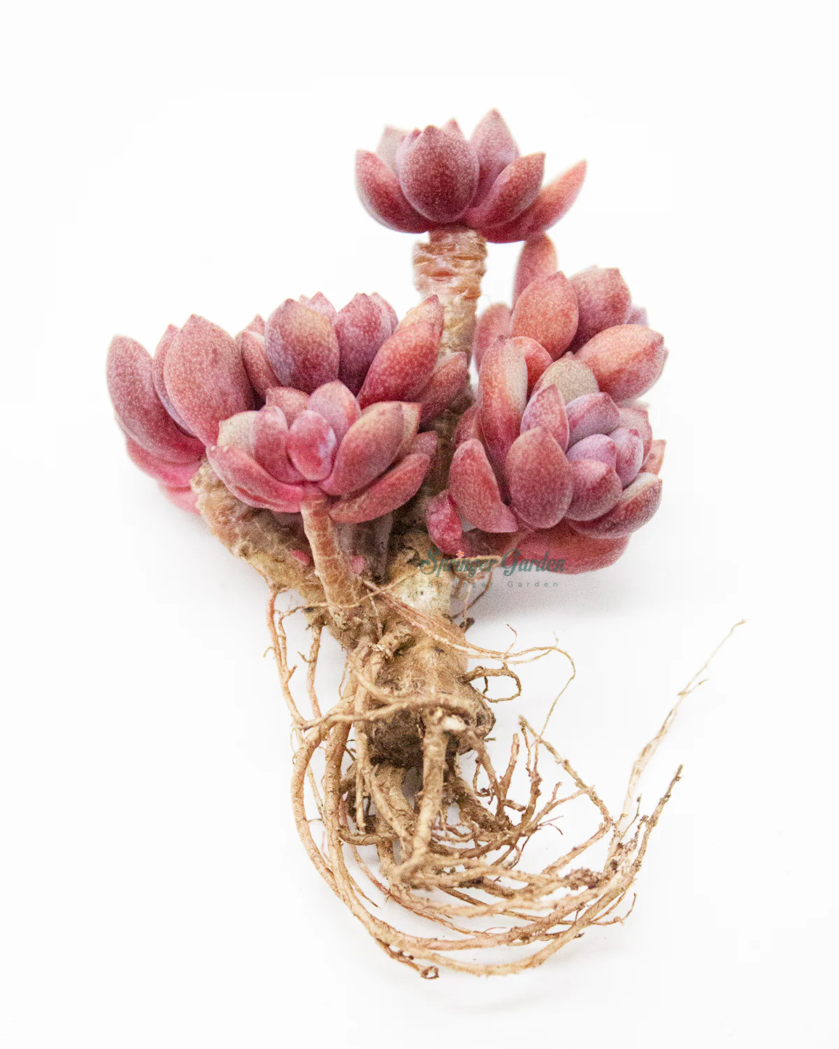 Graptoveria Purple Dream - Image 4