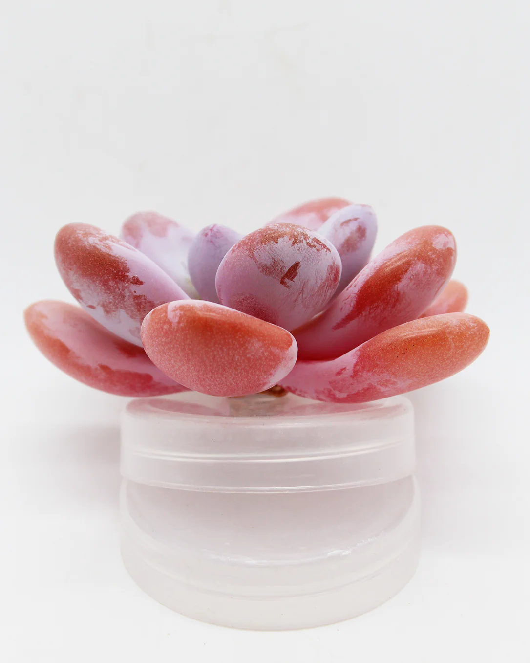Graptoveria Raon - Image 2