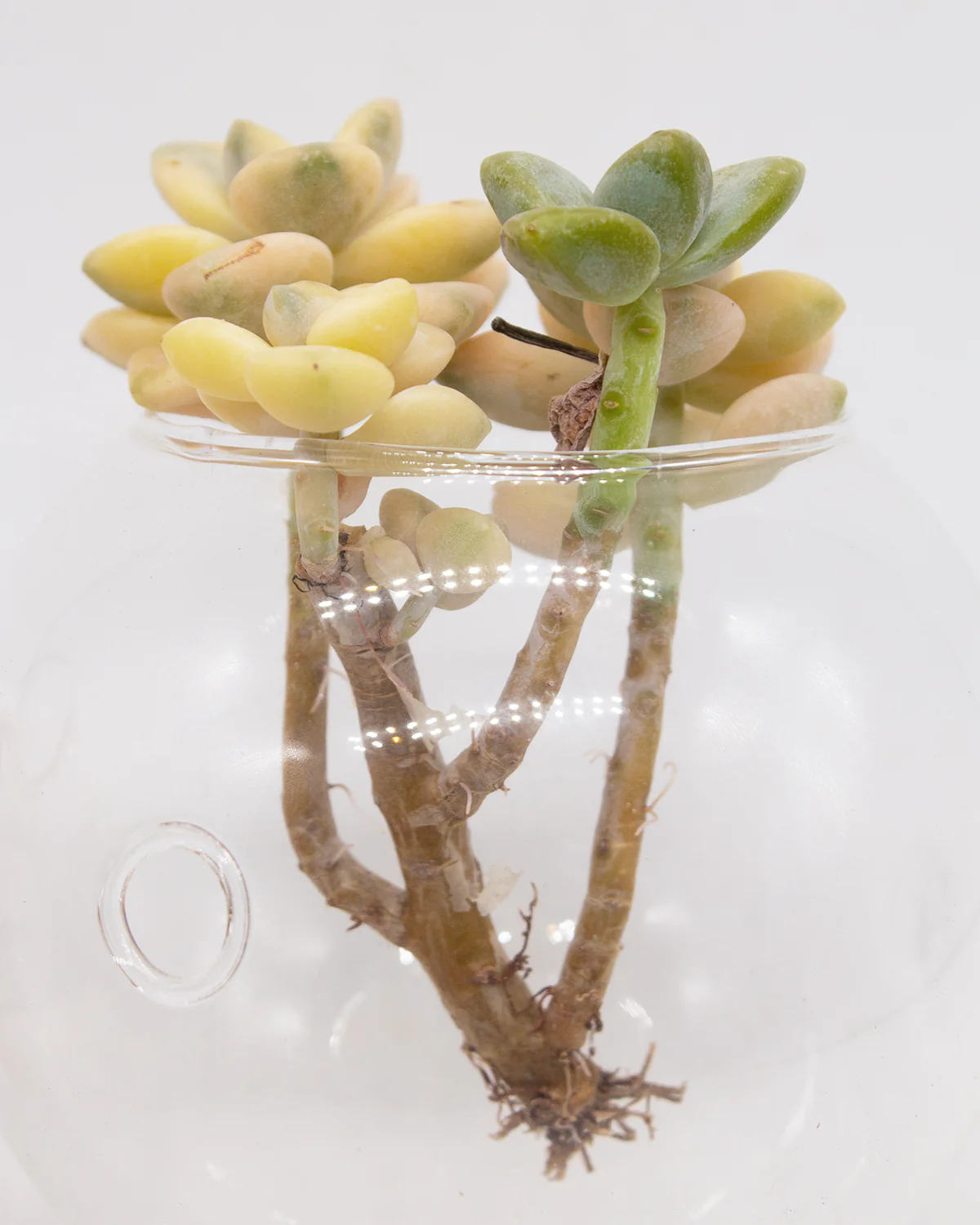Graptoveria Titubans/Apricot Variegated - Image 6