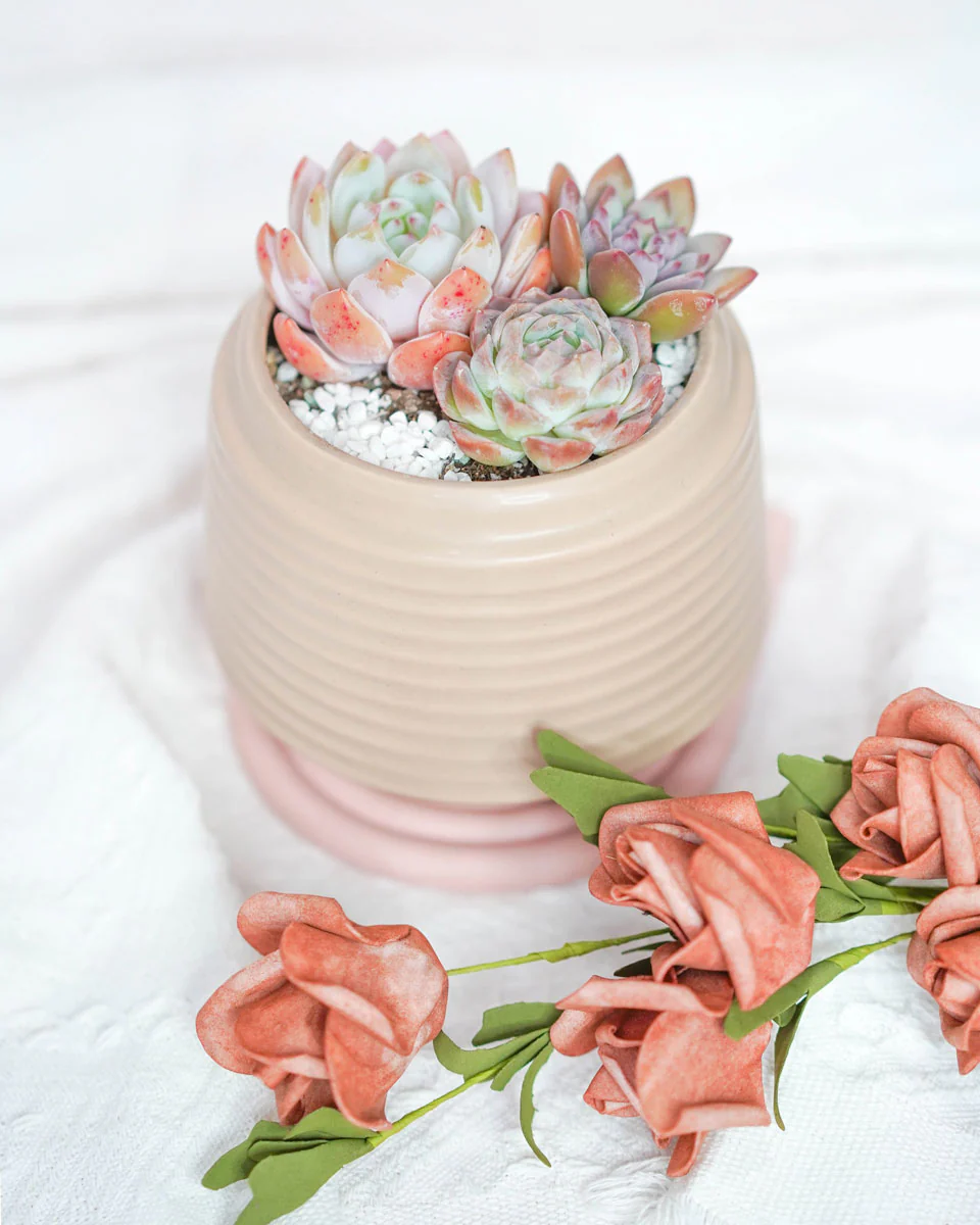 "Grow Your Love" Premium Potted Succulent Arrangement - Image 3