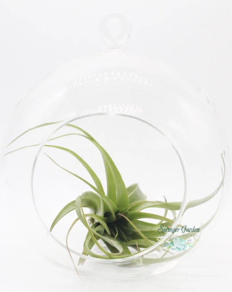 Hanging Air Plant Terrariums