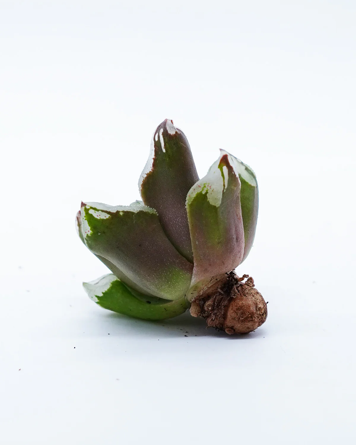 Haworthia Bingcheng Shou - Image 2