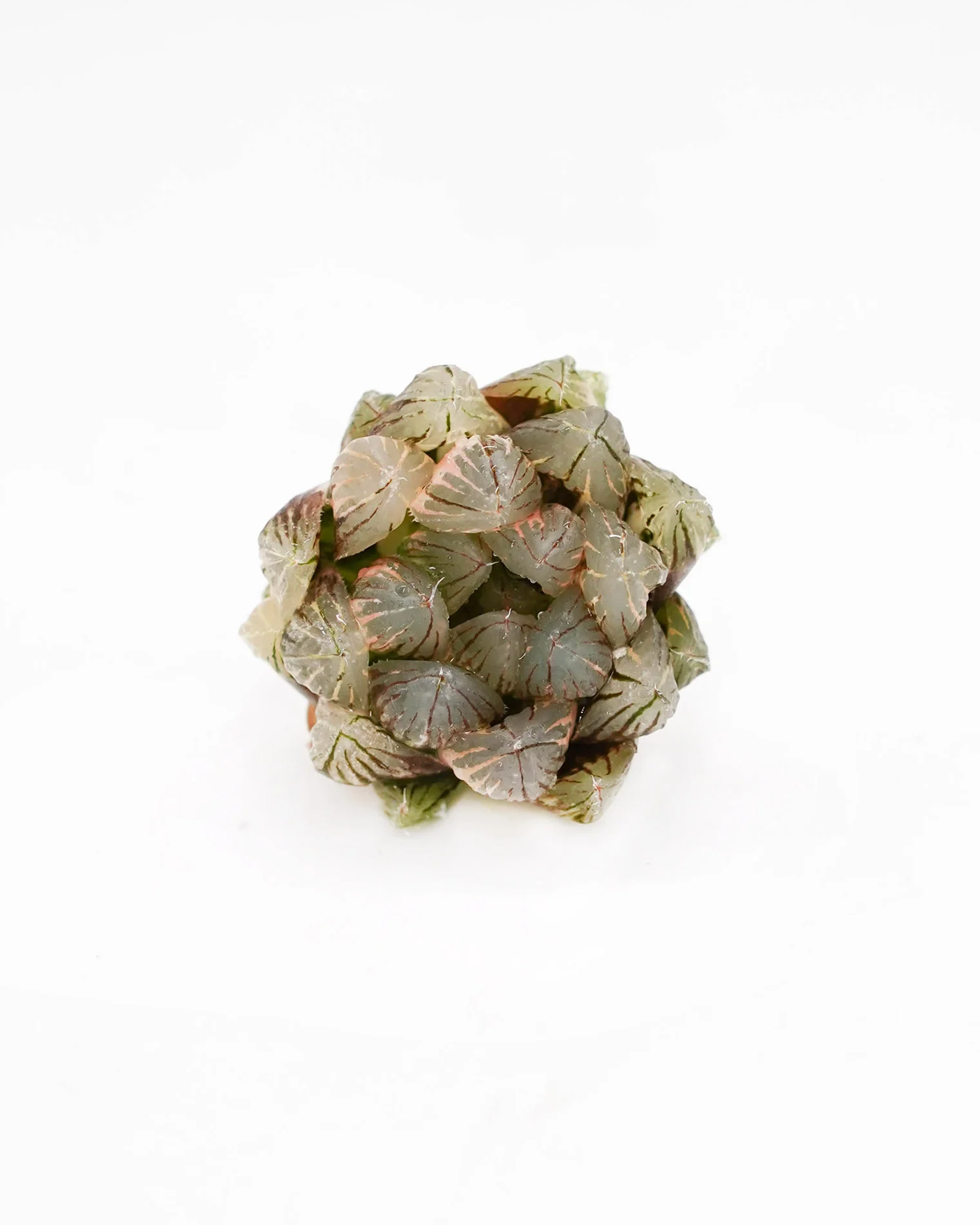 Haworthia Black Obtusa Var.
