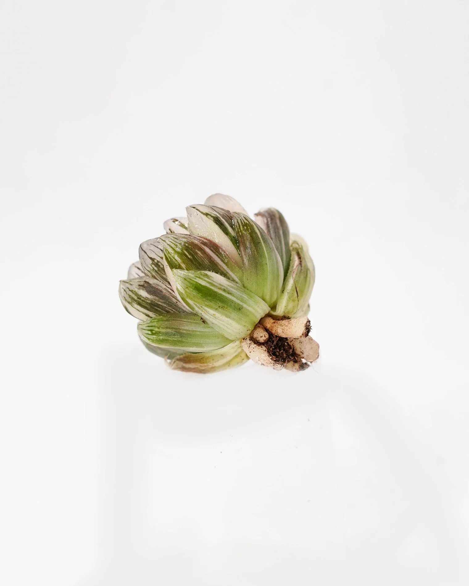 Haworthia Black Obtusa Var. - Image 3