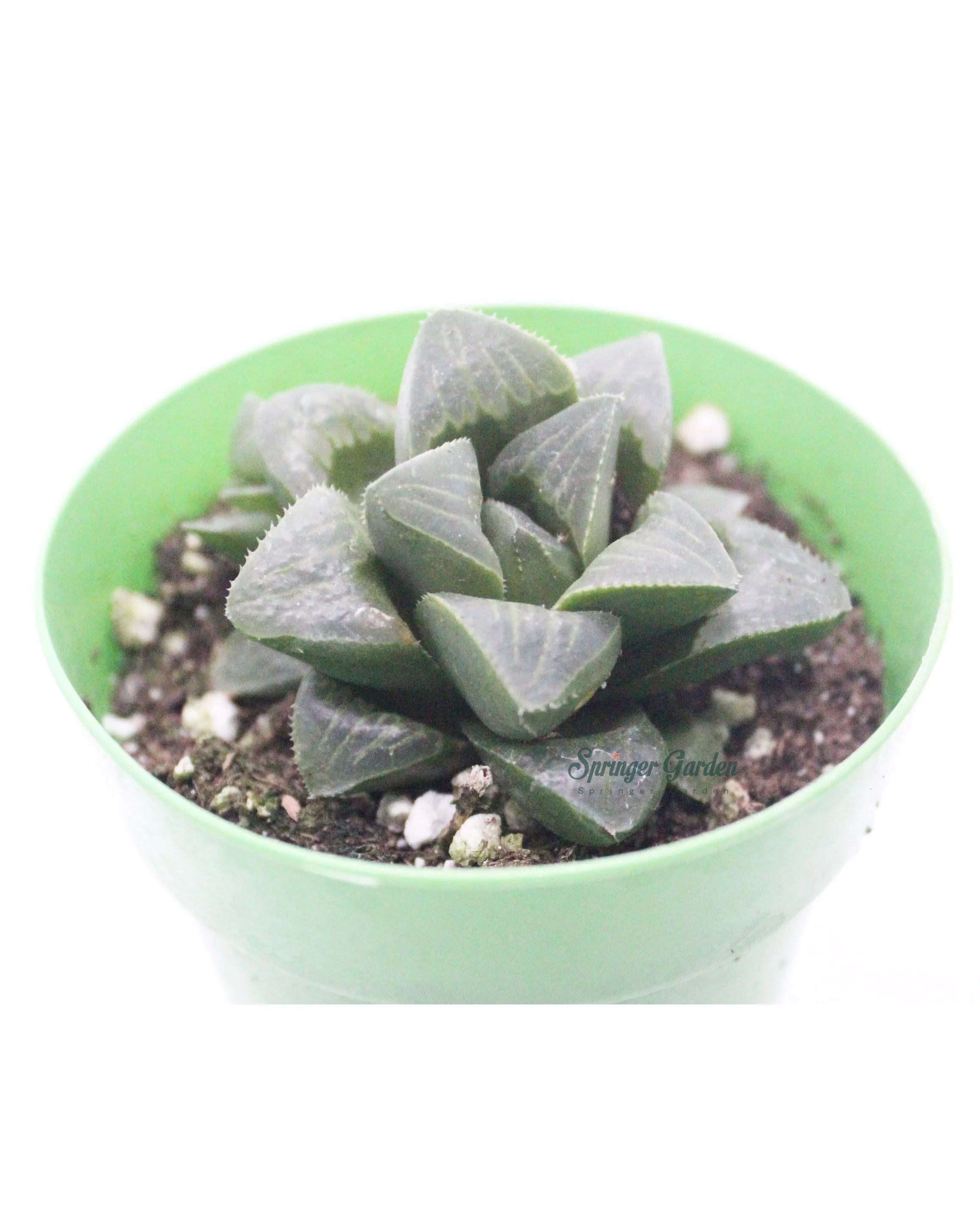Haworthia All Type - Image 6