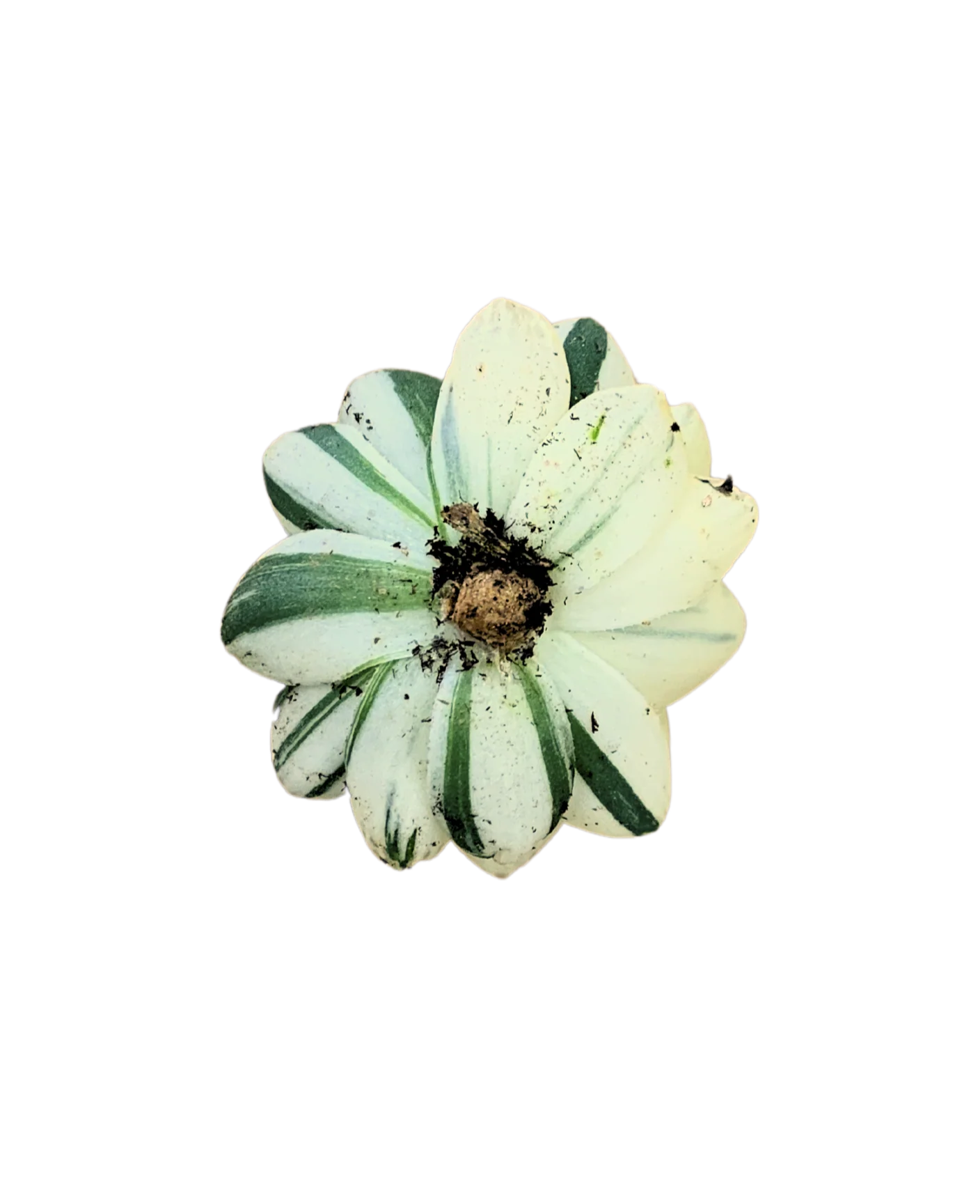 Haworthia Cooperi Var. Pilifera Variegated - Image 2