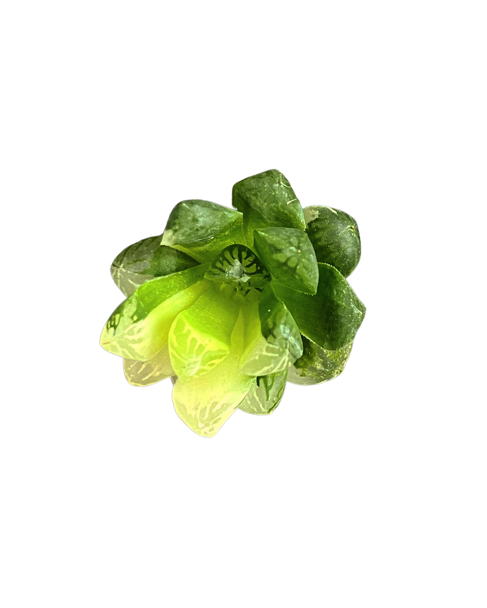 Haworthia Cooperi Var. Pilifera Variegated - Image 3