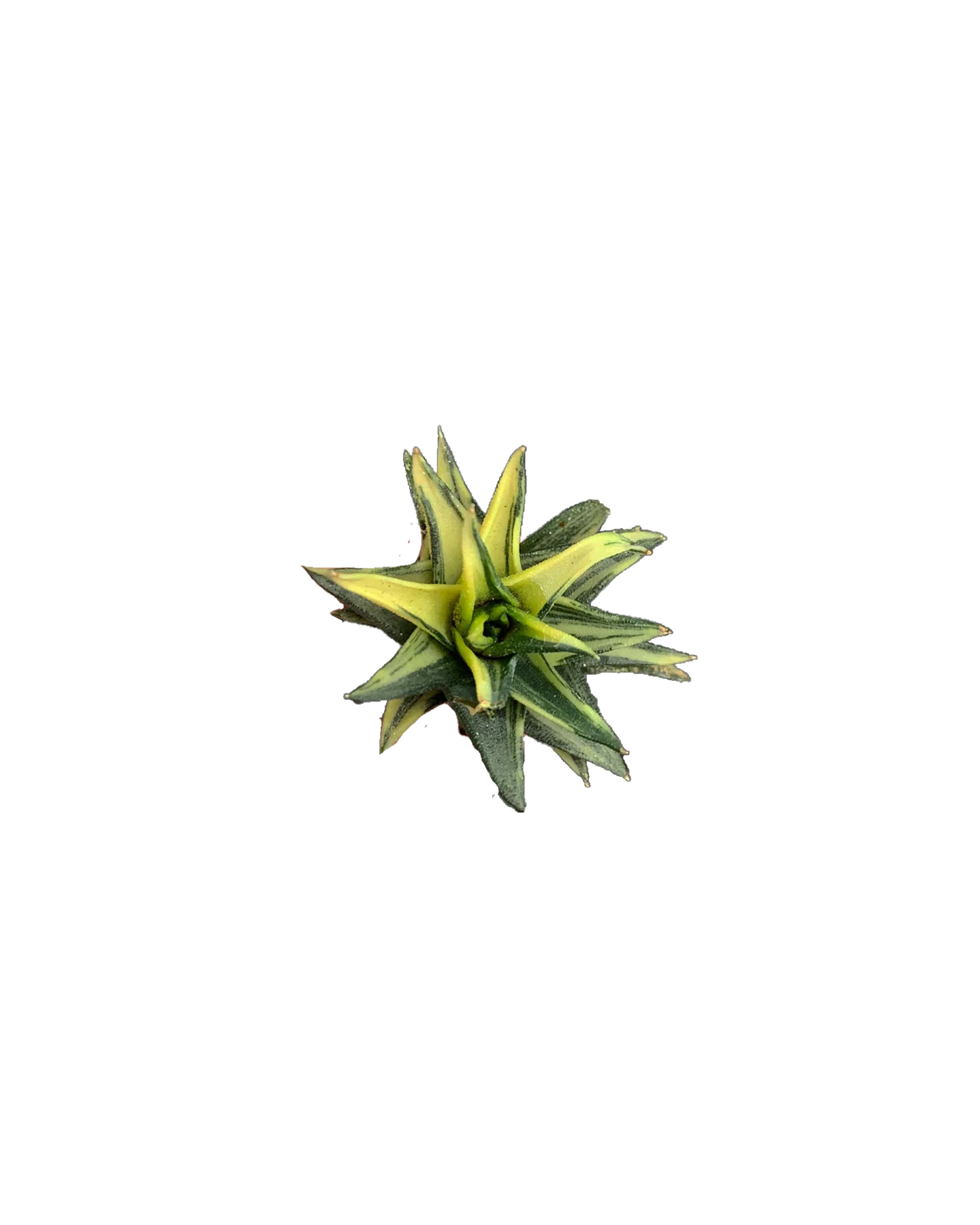 Haworthia Turtuosa Var.