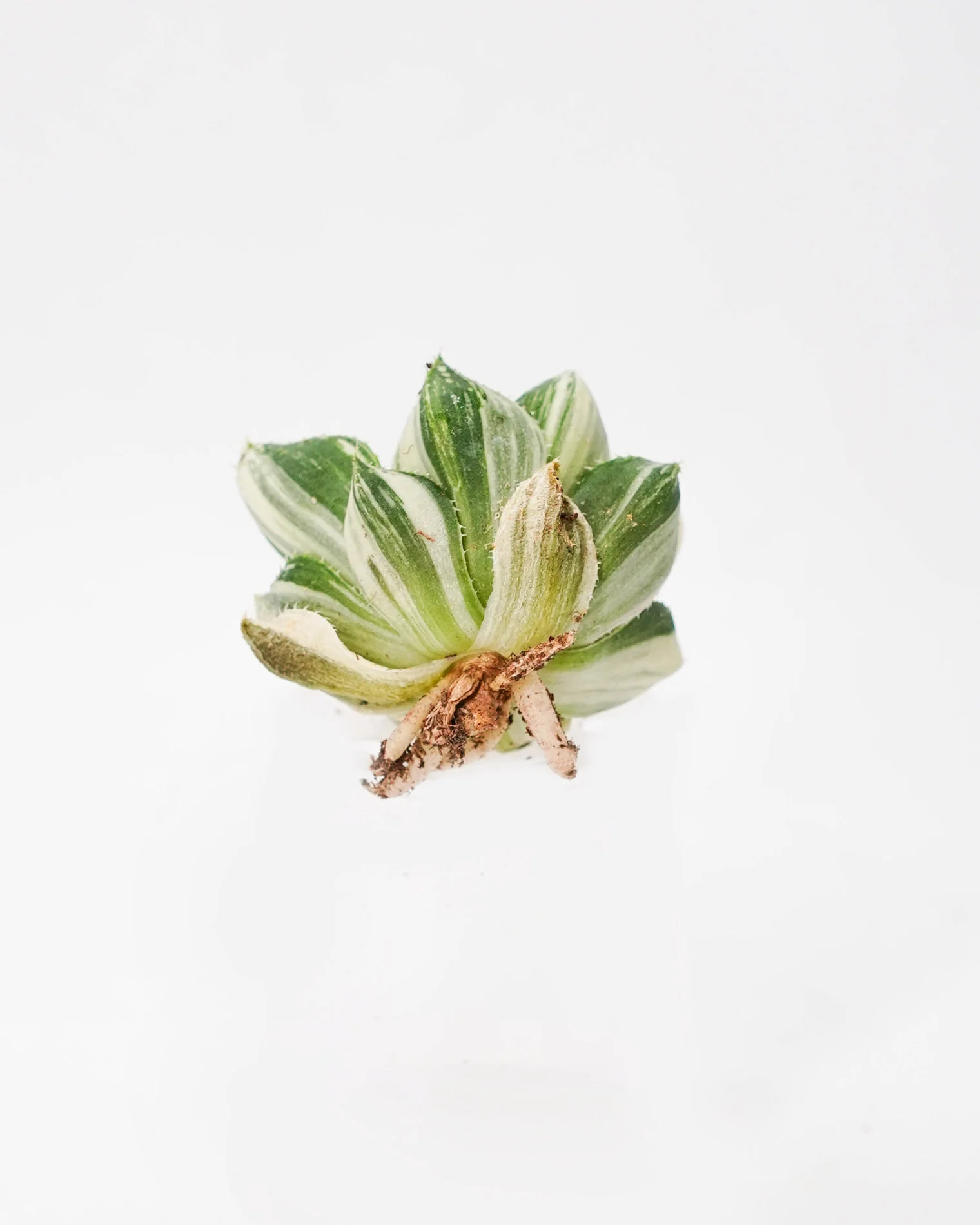 Haworthia Hanabi Var. - Image 2