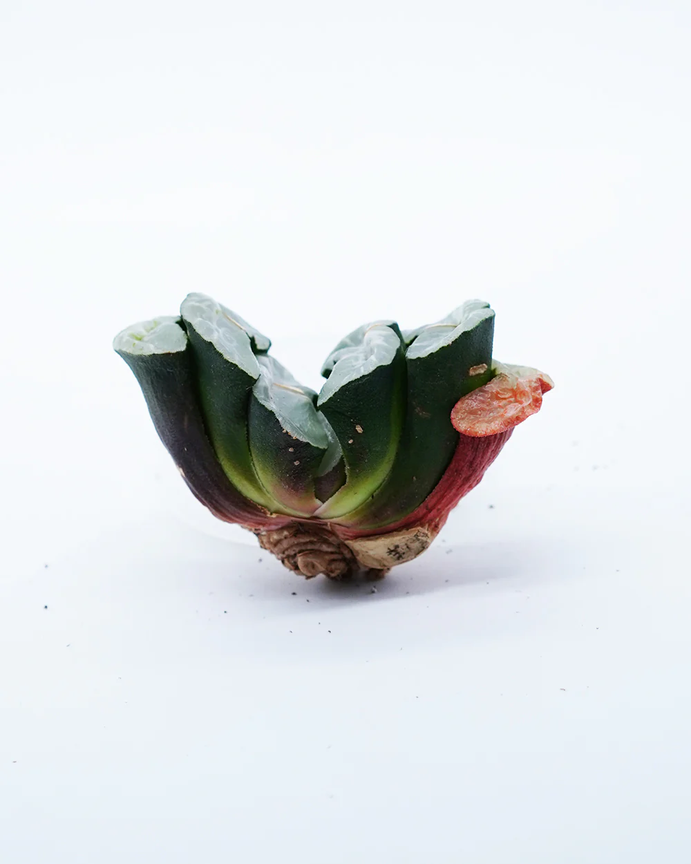 Haworthia Jade Fan - Image 2