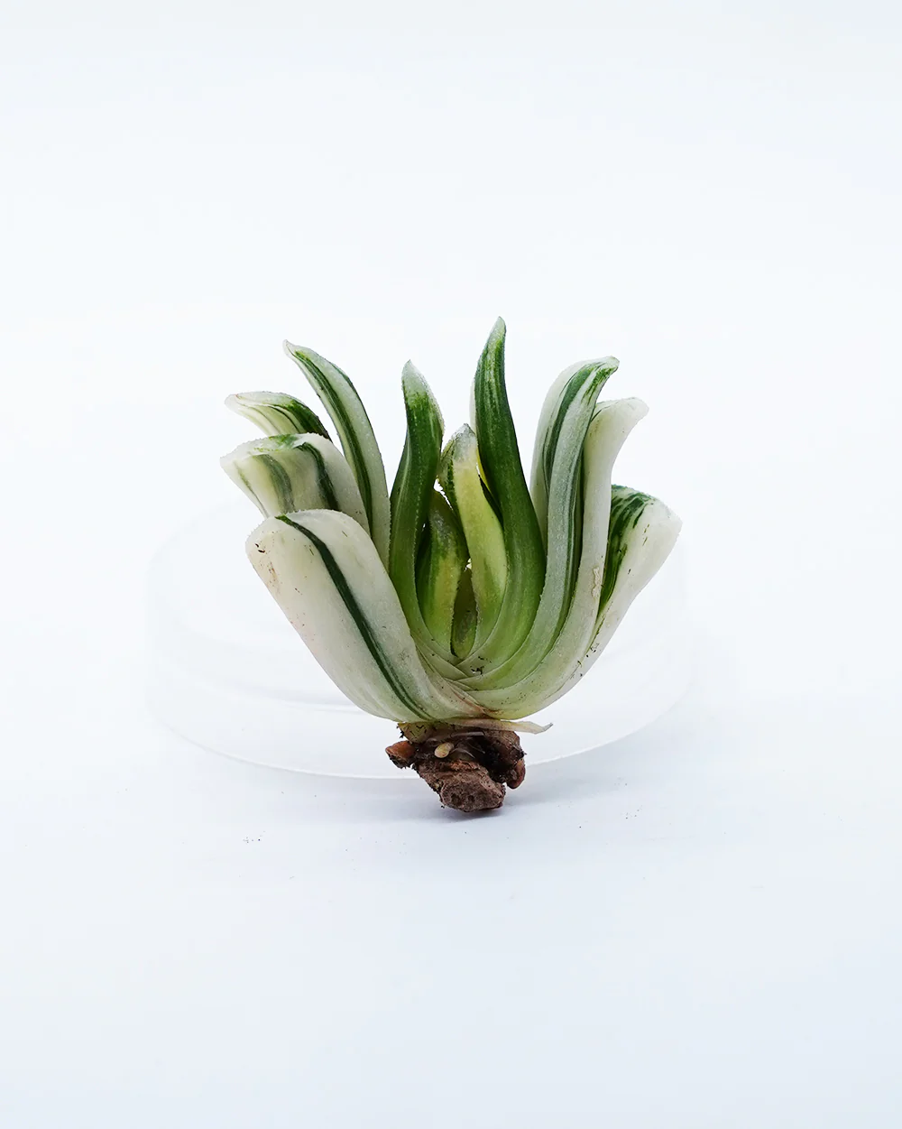 Haworthia Jade Fan Variegated - Image 2