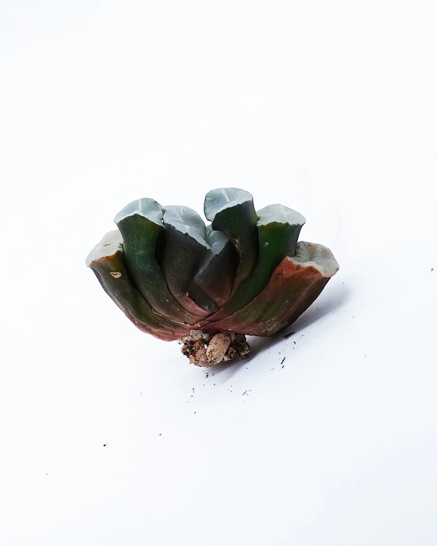 Haworthia Lens Jade Fan - Image 2