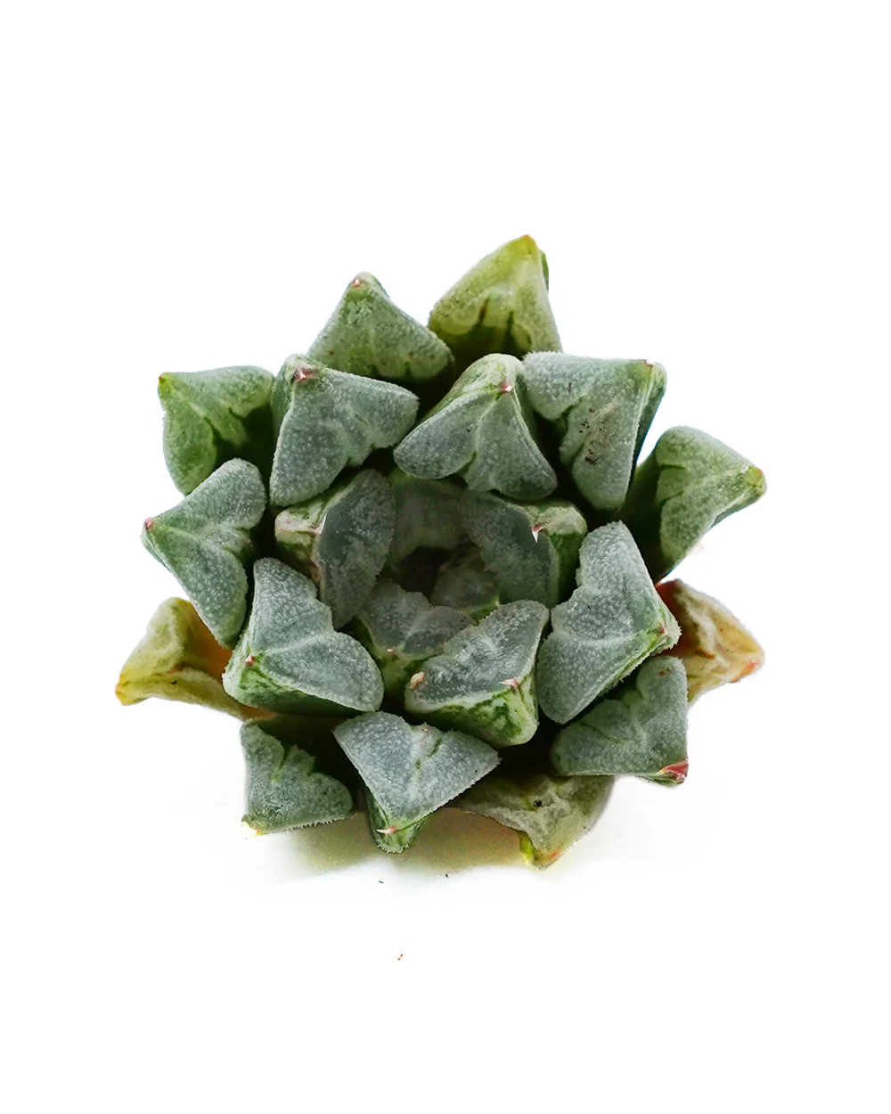 Haworthia Love Heart