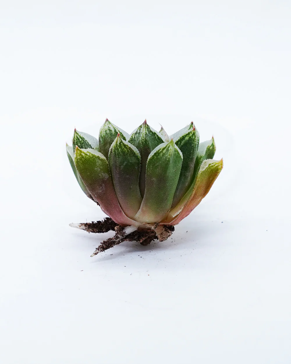 Haworthia Love Heart - Image 2