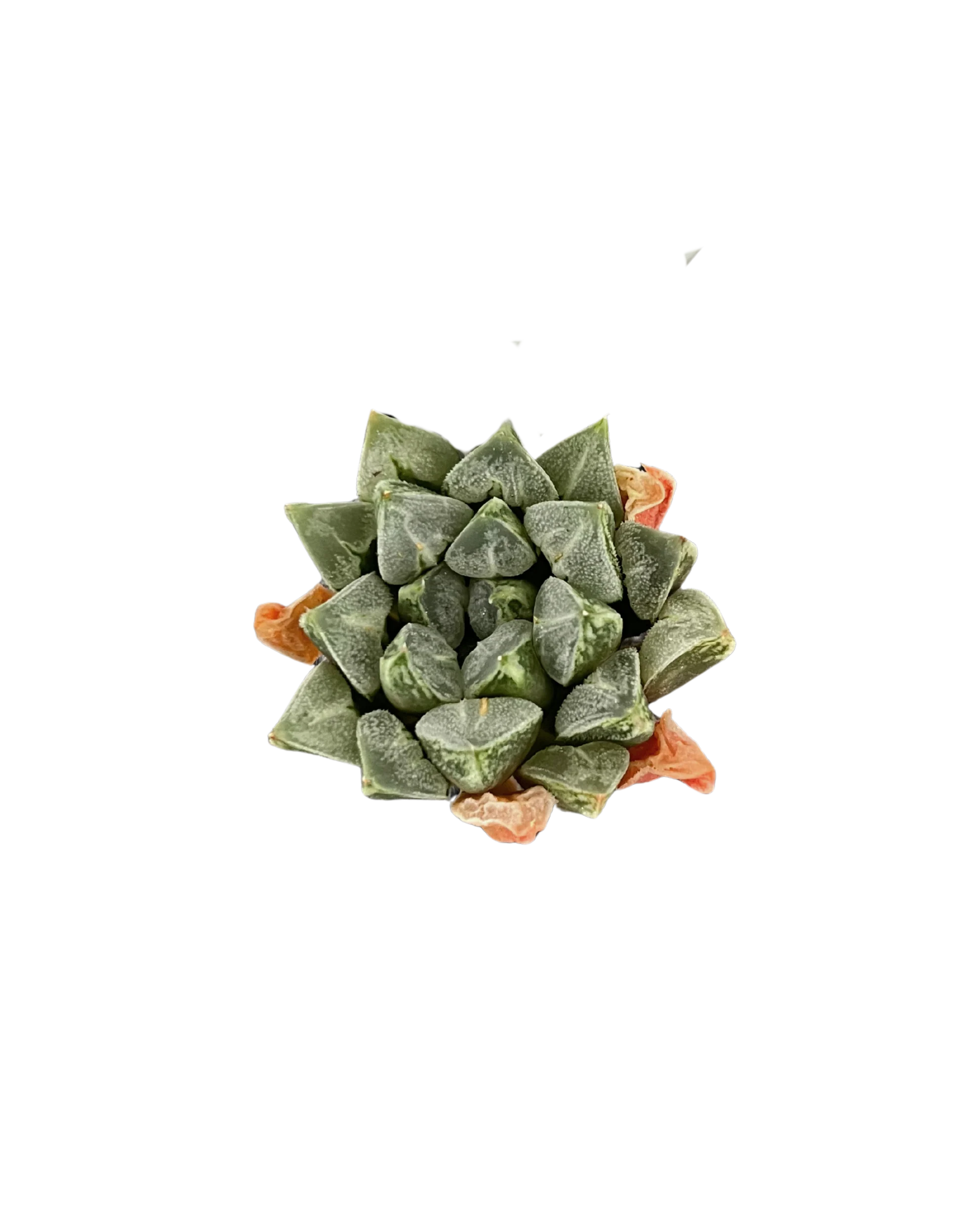 Haworthia Love Heart - Image 3