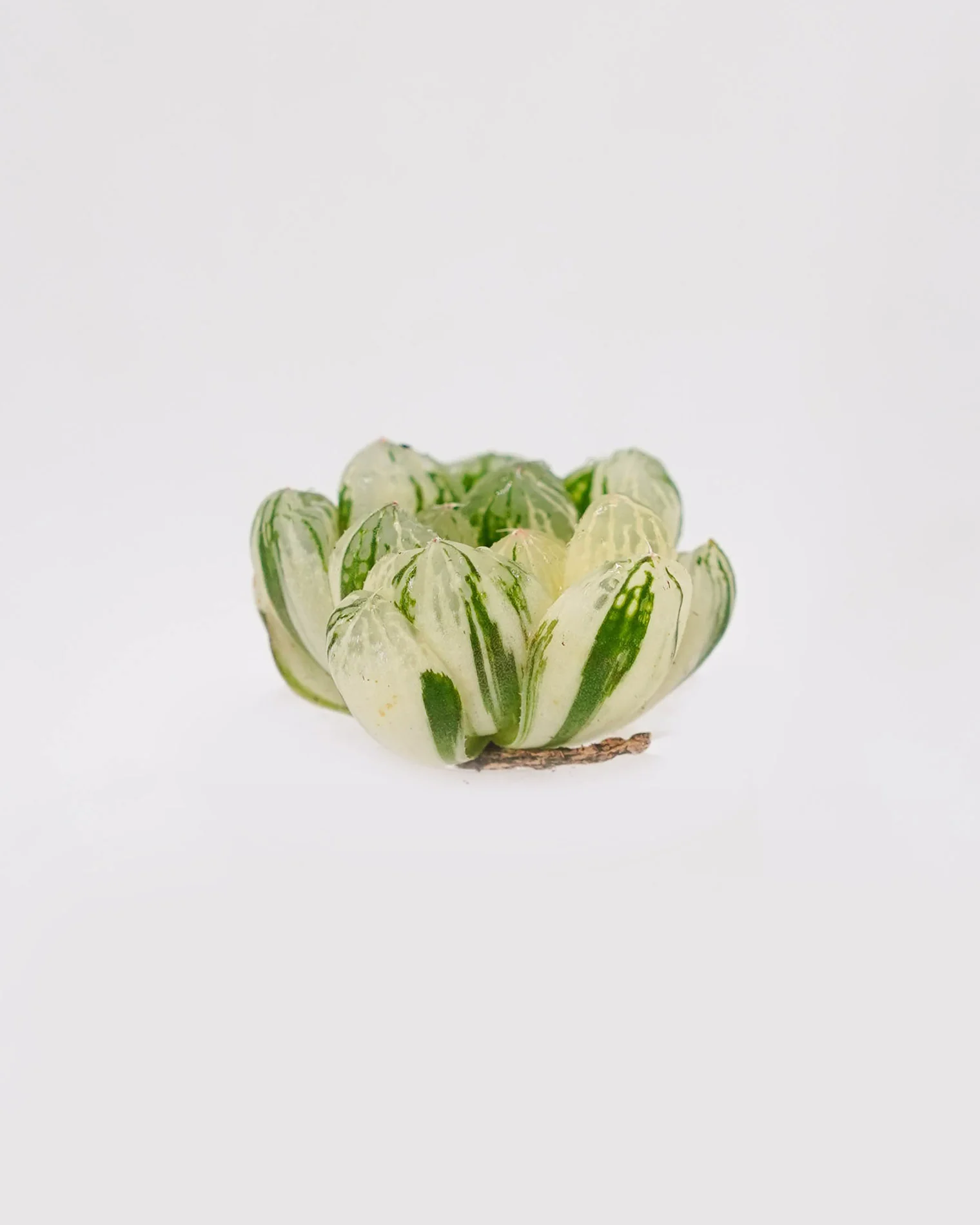 Haworthia Obtusa "Hirose" Var. - Image 2