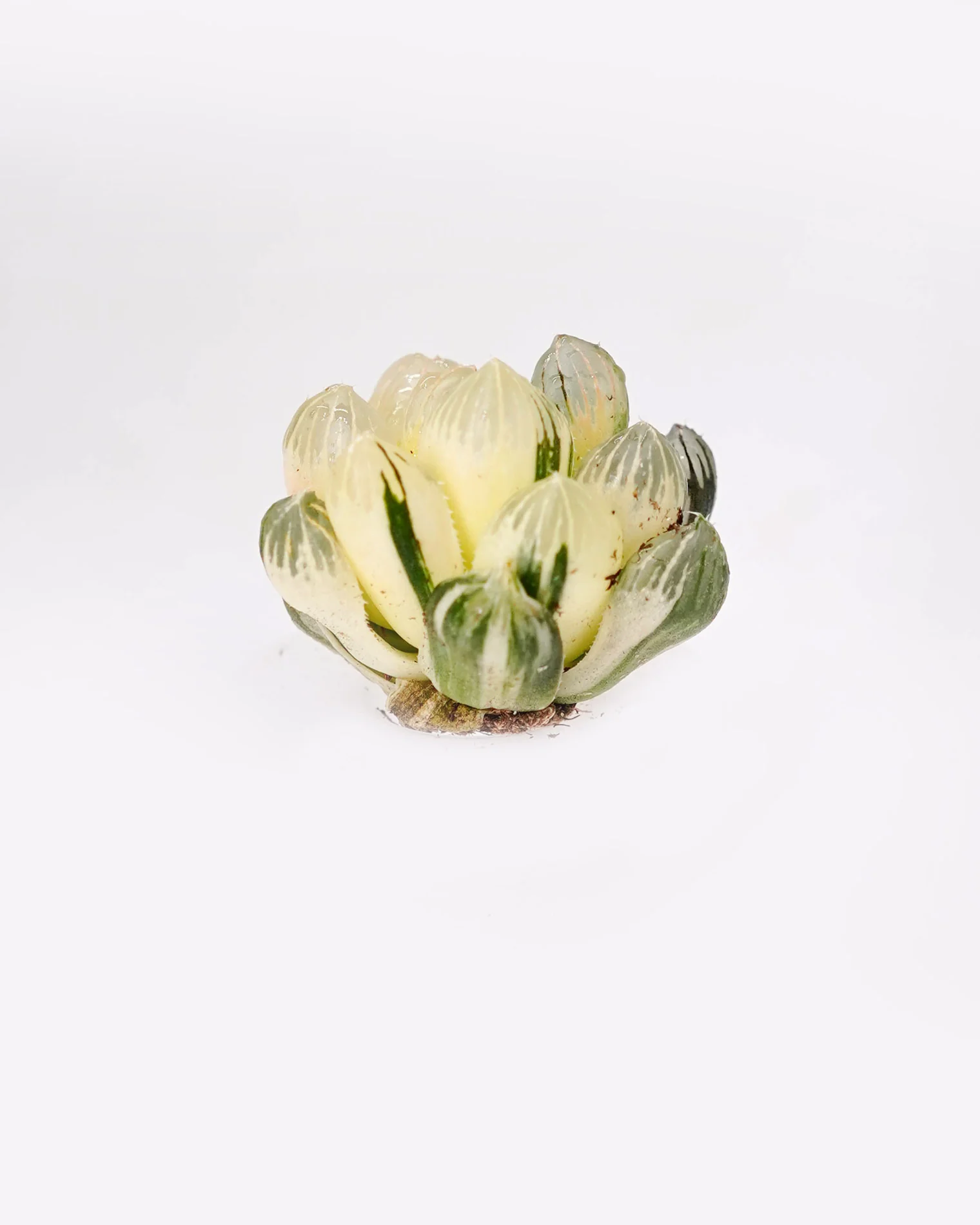 Haworthia Pink Obtusa Var. - Image 2