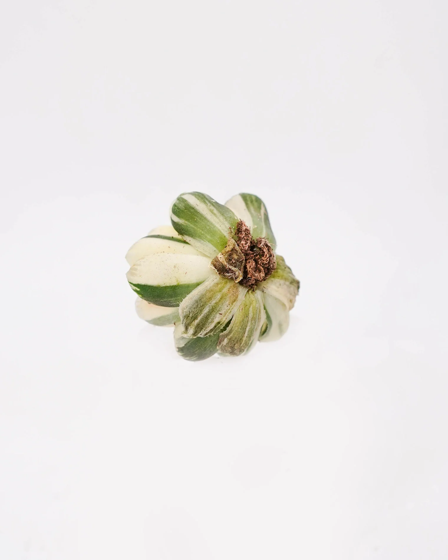 Haworthia Pink Obtusa Var. - Image 3