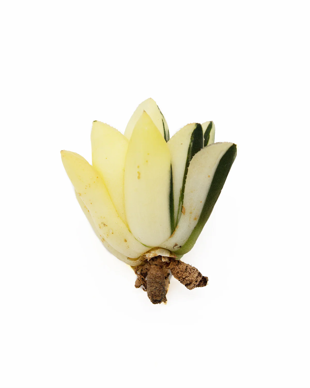 Haworthia Retusa var. - Image 2