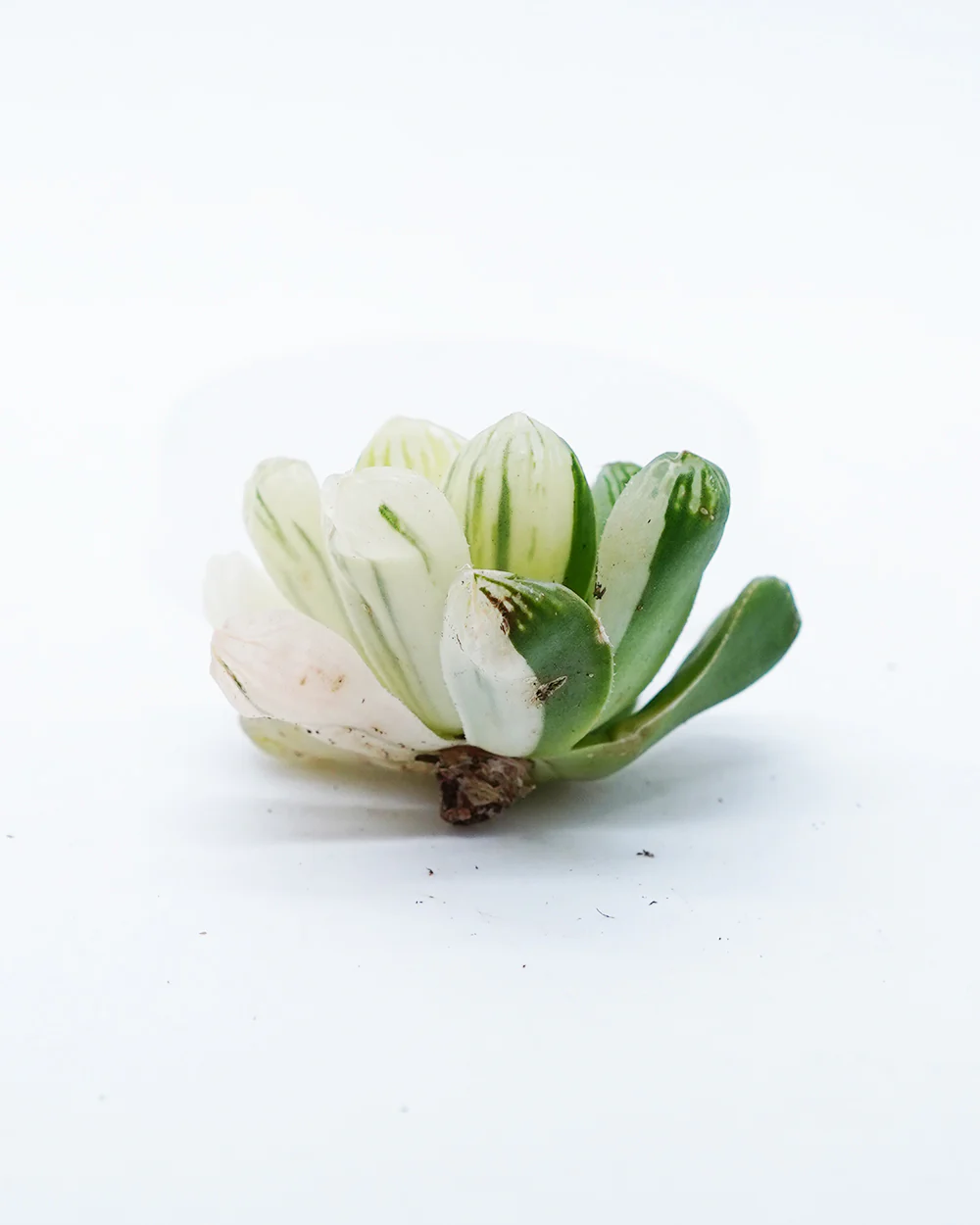 Haworthia Su Variegated - Image 2