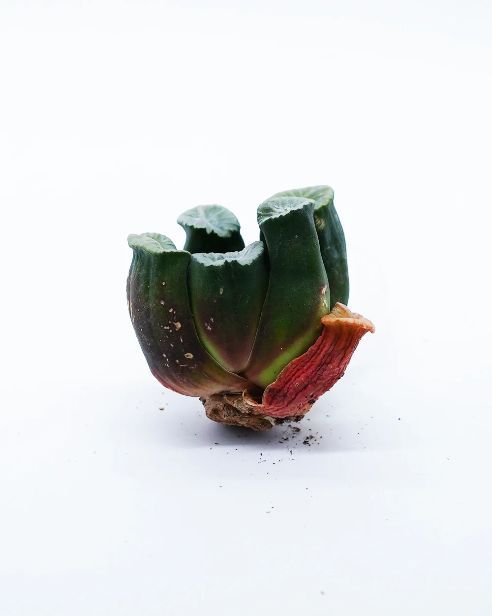 Haworthia Tricolor Vientiane - Image 2