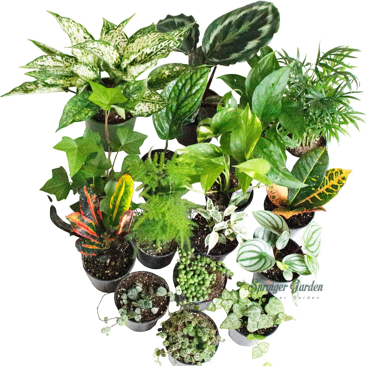 Houseplant Wholesale 3"-4.5"Pot
