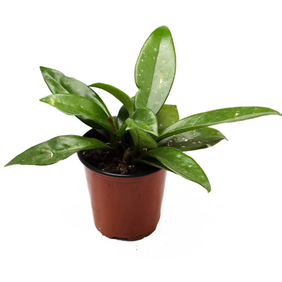 Hoya Carnosa Silver Flake - Image 2