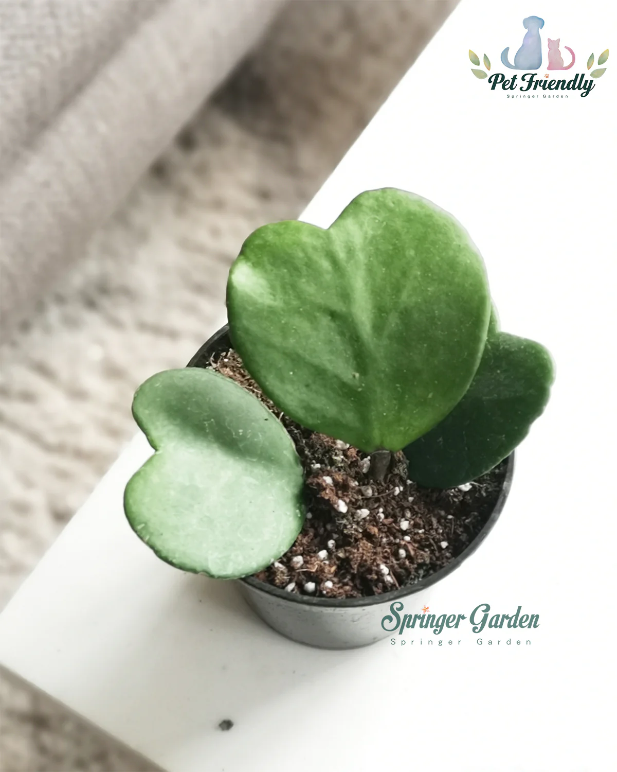 Hoya Kerrii - Image 2