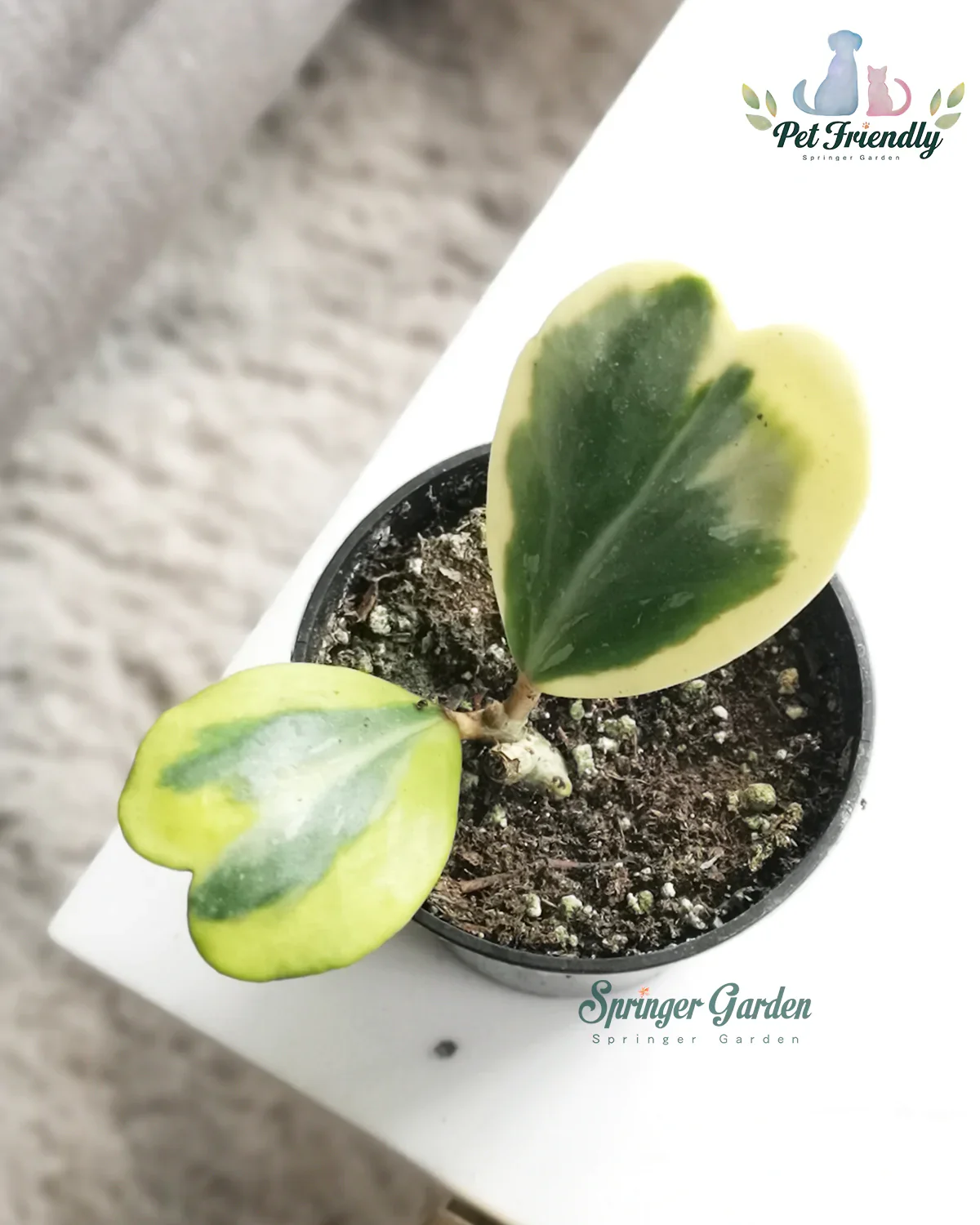 Hoya Kerrii Var. - Image 2