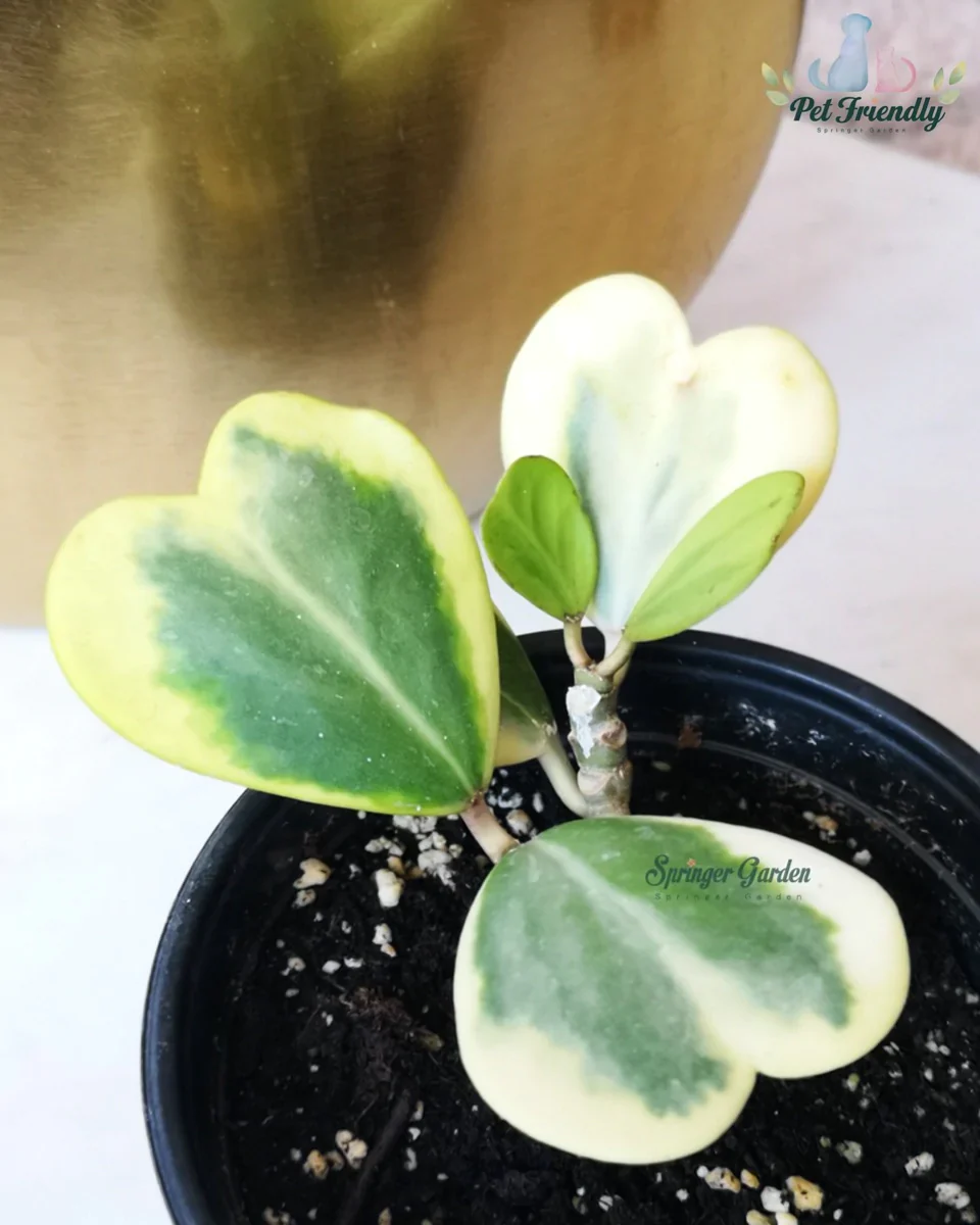 Hoya Kerrii Var. - Image 3