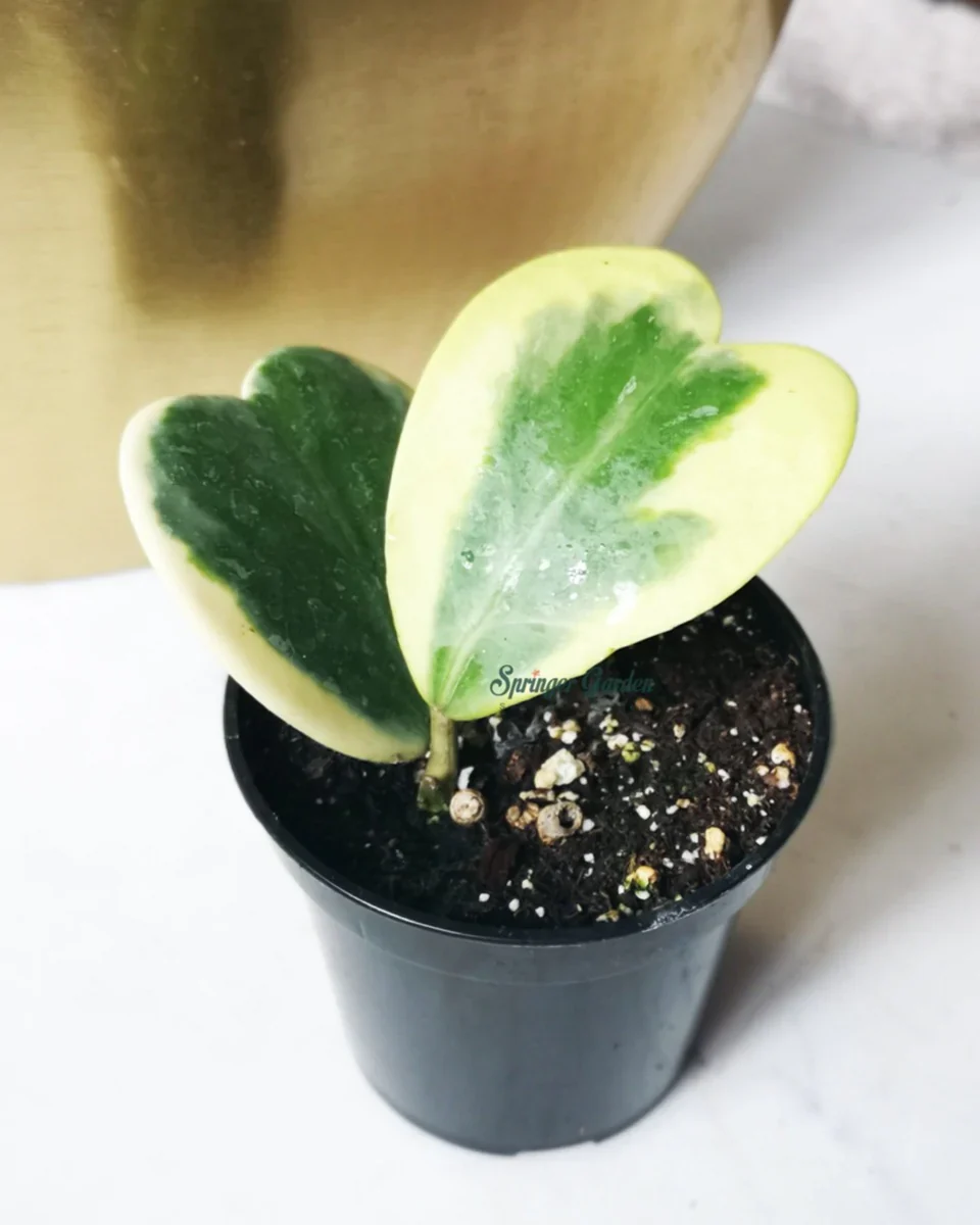 Hoya Kerrii Var. - Image 4