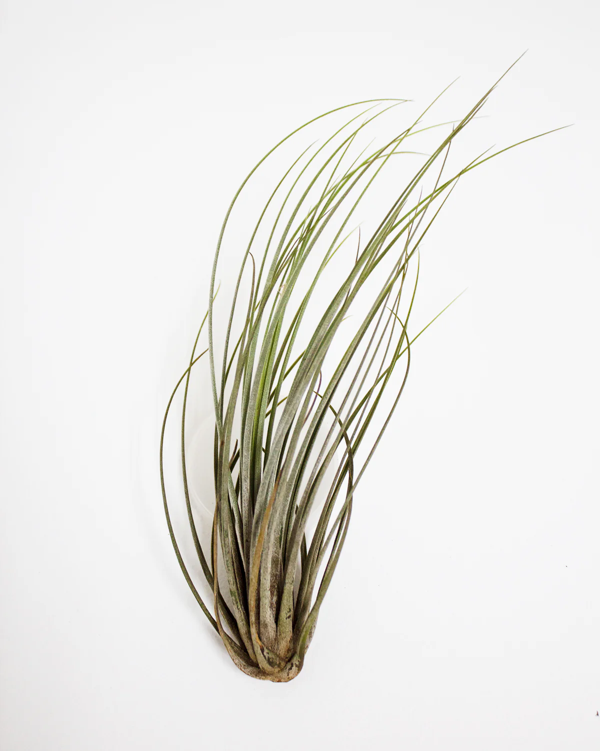 Juncea Air Plant - Image 2